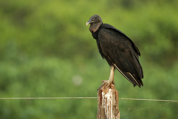 Black vulture, Coragyps atratus