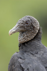 Black vulture, Coragyps atratus