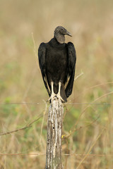 Black vulture, Coragyps atratus
