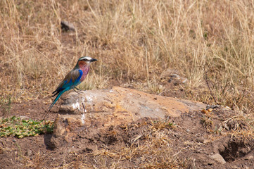 lilac breasted roller sitting on a stone in the savannah