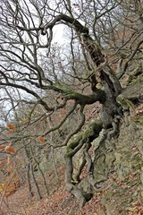 Traubeneiche (Quercus petraea), Baum des Jahres 2014