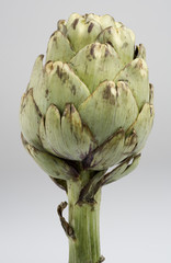 Obraz premium artischoke