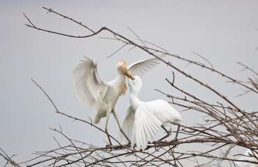 male heron feeding a female heron - national park selous