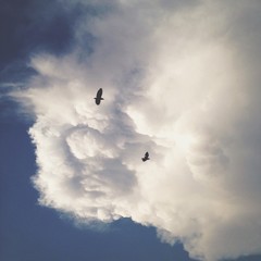 Two birds