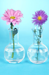 Flowers in test-tubes on light blue background