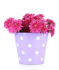 Bouquet of pink autumn chrysanthemum in bucket isolated on