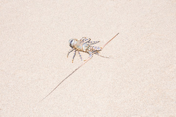 spiny lobster in the sand - on the beach of the indian ocean