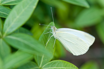 cabbage butterfly on a wintergreen plant