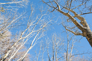 Obraz premium trees in winter