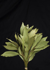 bund lorbeerblätter