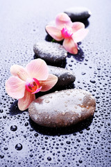 Composition with beautiful blooming orchid with water drops and