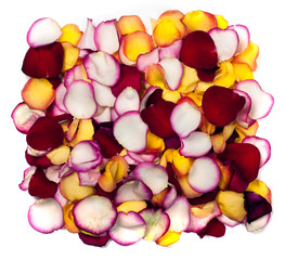 Background from petals of roses