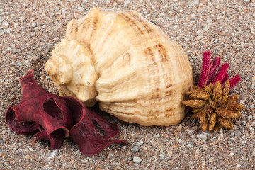 Cockleshell on sand