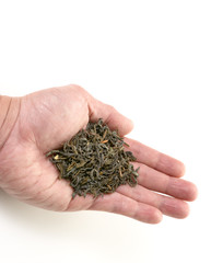 Hand offering dry green tea leaves on white background.
