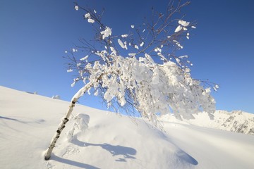 Elegant birch tree covered by thick snow in the Alps
