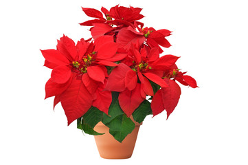 red christmas flower on white background