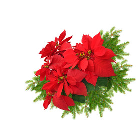red poinsettia with christmas tree branch