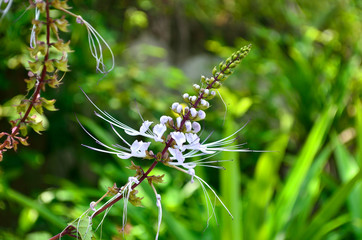 Cat's whiskers  or Orthosiphon stamineus flower in the garden