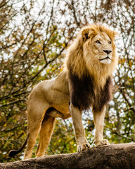 Lion mâle regardant au sommet d& 39 un éperon rocheux