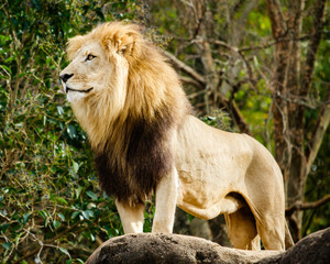 Male lion looking out atop rocky outcrop