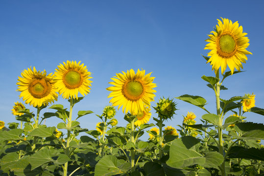 blooming sunflowers on a blue sky background