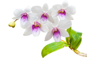 white thai orchids flowers.