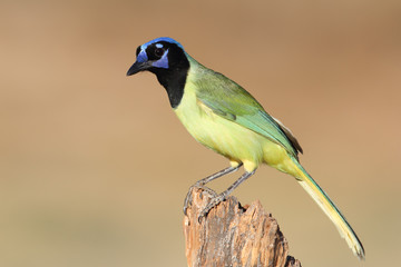 Green Jay Perched on a Stump - Texas