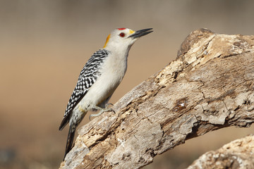 Golden-fronted Woodpecker - Texas
