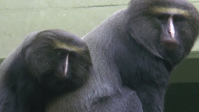 cercopiyh&egrave;que