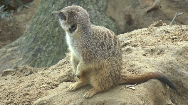 un suricate