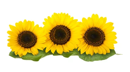 Cercles muraux Tournesol tournesols