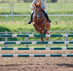 horse at jumping competition