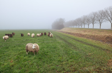 few sheep in winter fog on pasture