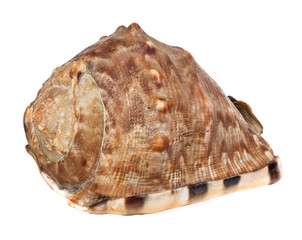 marine seashell isolated on white background