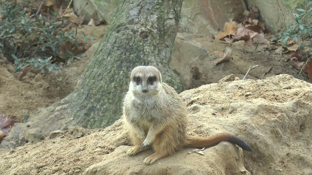 suricates