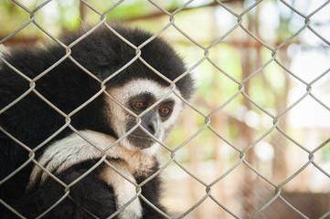 Gibbon in cage