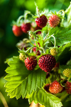Ripe wild strawberry close-up