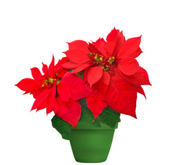 red poinsettia