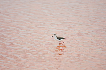 black winged stilt in the salt lake - national park saadani