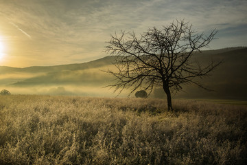 Albero solitario all'alba
