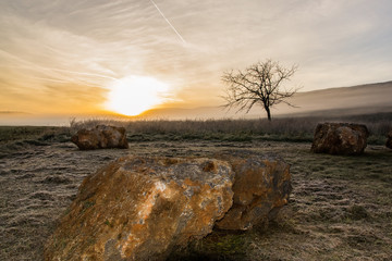 Albero solitario con pietre