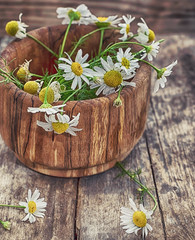 spring flowers of camomile in a wooden barrel