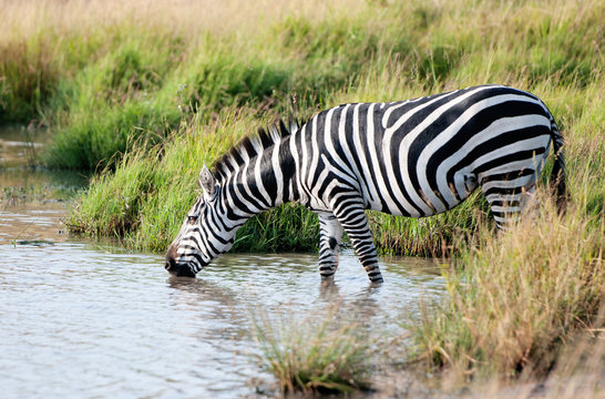 Fototapeta drinking zebra - national park masai mara in kenya