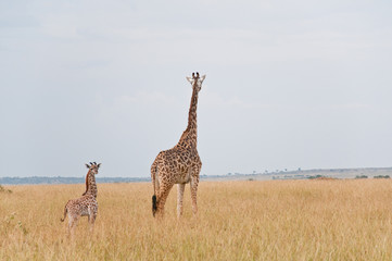 female giraffe with baby - national park masai mara in kenya