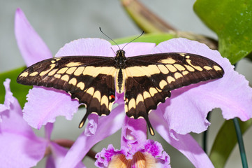 swallowtail butterfly (Papilio machaon) resting on a orchid