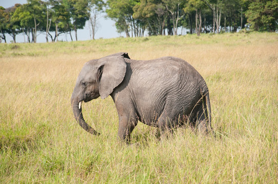 baby elephant walking through the savannah in kenya
