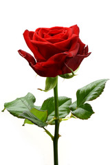 Obraz premium Róża