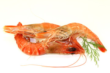 Black Tiger Garnelen