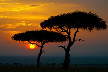 Naklejka na ściany i meble Zachód słońca w Parku Narodowym Masai Mara w Kenii