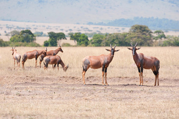 group of topis in the savannah - national park masai mara